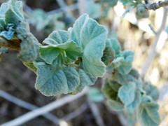 Malacothamnus fasciculatus nuttallii