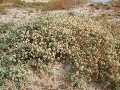 Aeluropus lagopoides