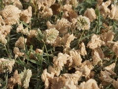 Aeluropus lagopoides