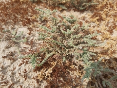 Herniaria hemistemon