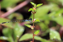 Agriocnemis splendidissima