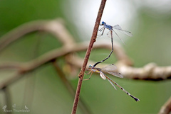 Lestes dorothea