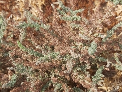 Herniaria hemistemon