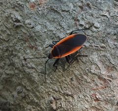 Antilochus grelaki