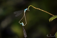 Archibasis oscillans