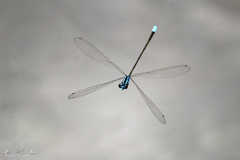 Archibasis oscillans