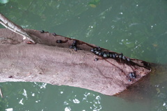 Nerita balteata