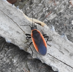 Antilochus grelaki