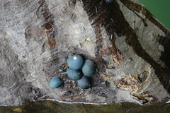 Nerita balteata
