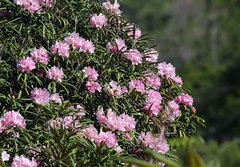 Rhododendron makinoi