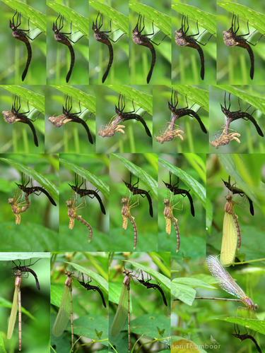 Black-tipped Forest glory photo 4