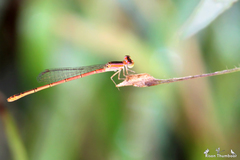 Agriocnemis keralensis