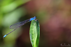 Archibasis oscillans