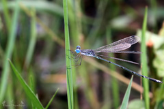 Lestes elatus