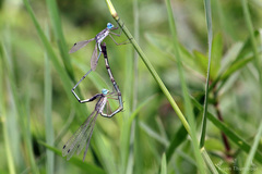 Lestes elatus
