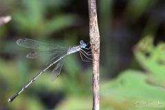 Lestes elatus