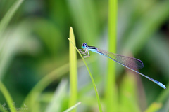 Aciagrion occidentale