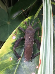 Pseudomictis distinctus