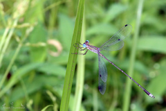 Lestes elatus