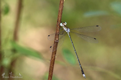 Lestes elatus