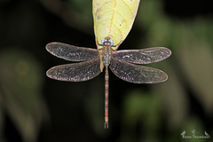 Gynacantha dravida