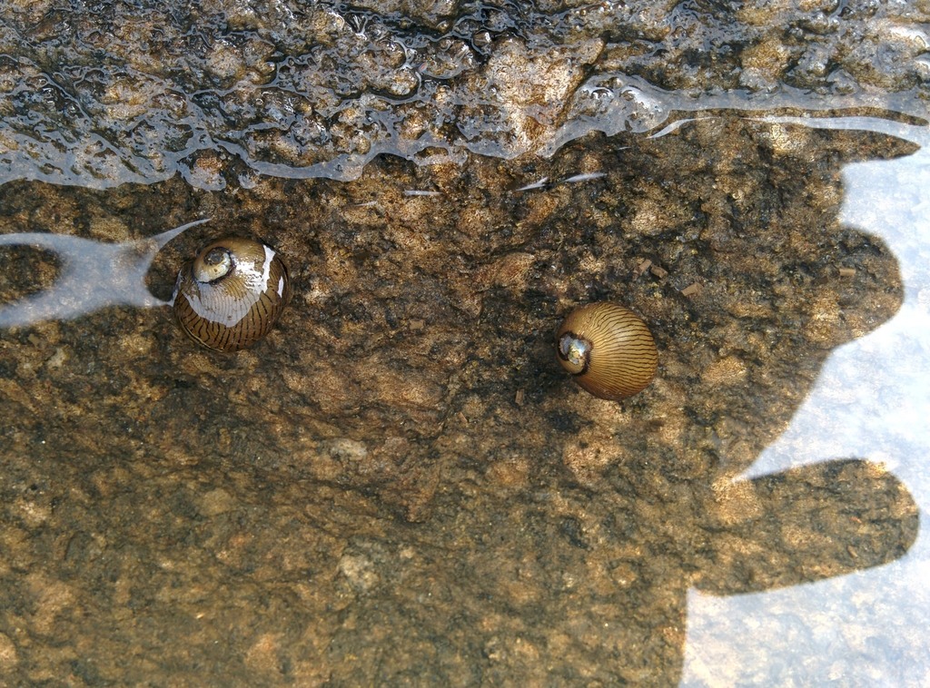 Zebra neritina