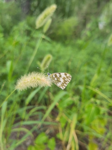 Eastern Bath White