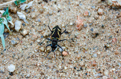 Cicindela calligramma