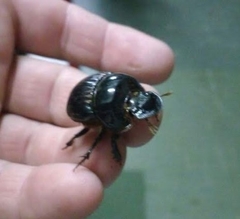 Dichotomius anaglypticus