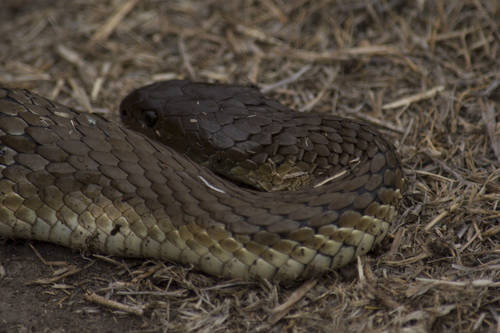 Tiger Snake sighting
