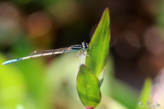 Agriocnemis pieris
