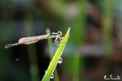 Agriocnemis keralensis
