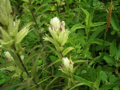 Castilleja pallida