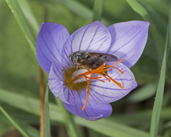 Crocus pulchellus