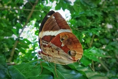 Thauria lathyi