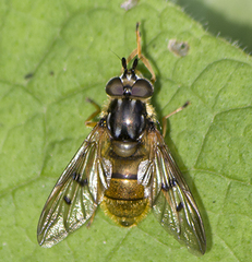 Ferdinandea aurea