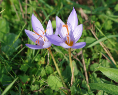 Crocus pulchellus
