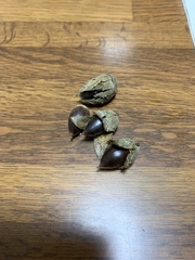 Castanopsis sieboldii