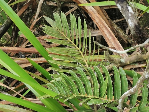 Blechnum marginatum