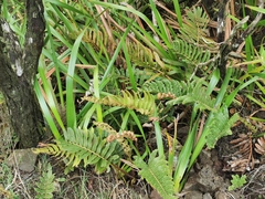 Parablechnum marginatum