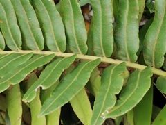 Parablechnum marginatum