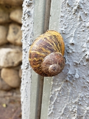 Cornu aspersum