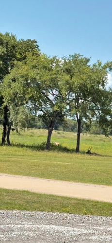 Elk photographed in Oklahoma