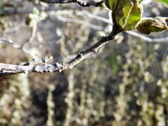 Malacothamnus fasciculatus nuttallii