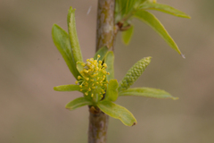 Salix triandra