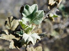 Malacothamnus fasciculatus nuttallii