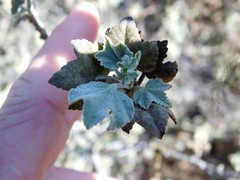 Malacothamnus fasciculatus nuttallii