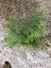 Pteris vittata
