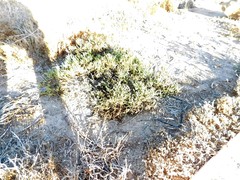 Arthroceras subterminale