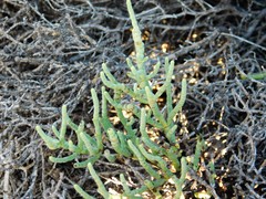 Arthroceras subterminale